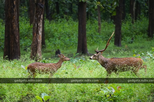 seven_expert_tips_for_wildlife_photography_shutter_speed_ndtv.jpg