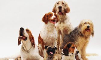 Reasons Why You Should Consider Group Training Classes for Your Dog