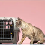Travel Guilt-Free With Cat Boarding Services in Sydney