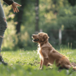Benefits of Group Dog Training: Why Socializing Your Pup Matters